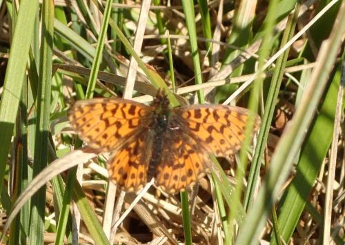 Réf. 317 102 : Boloria dia